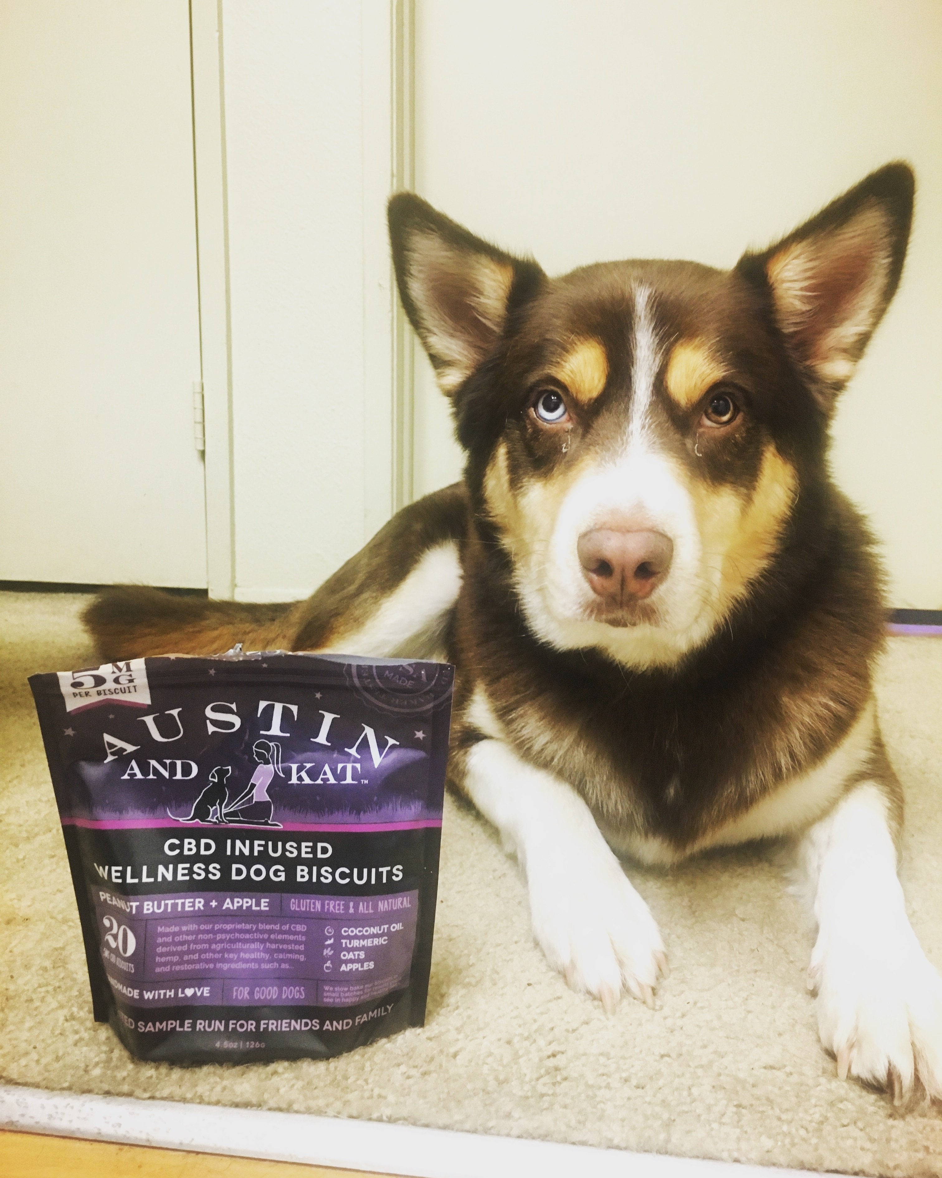 Brodie CBD for dogs with Anxiety Austin and Kat