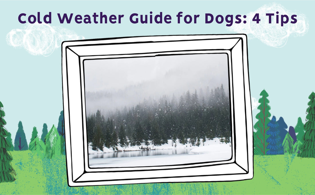 Cold Weather Guide for Dogs: 4 Tips