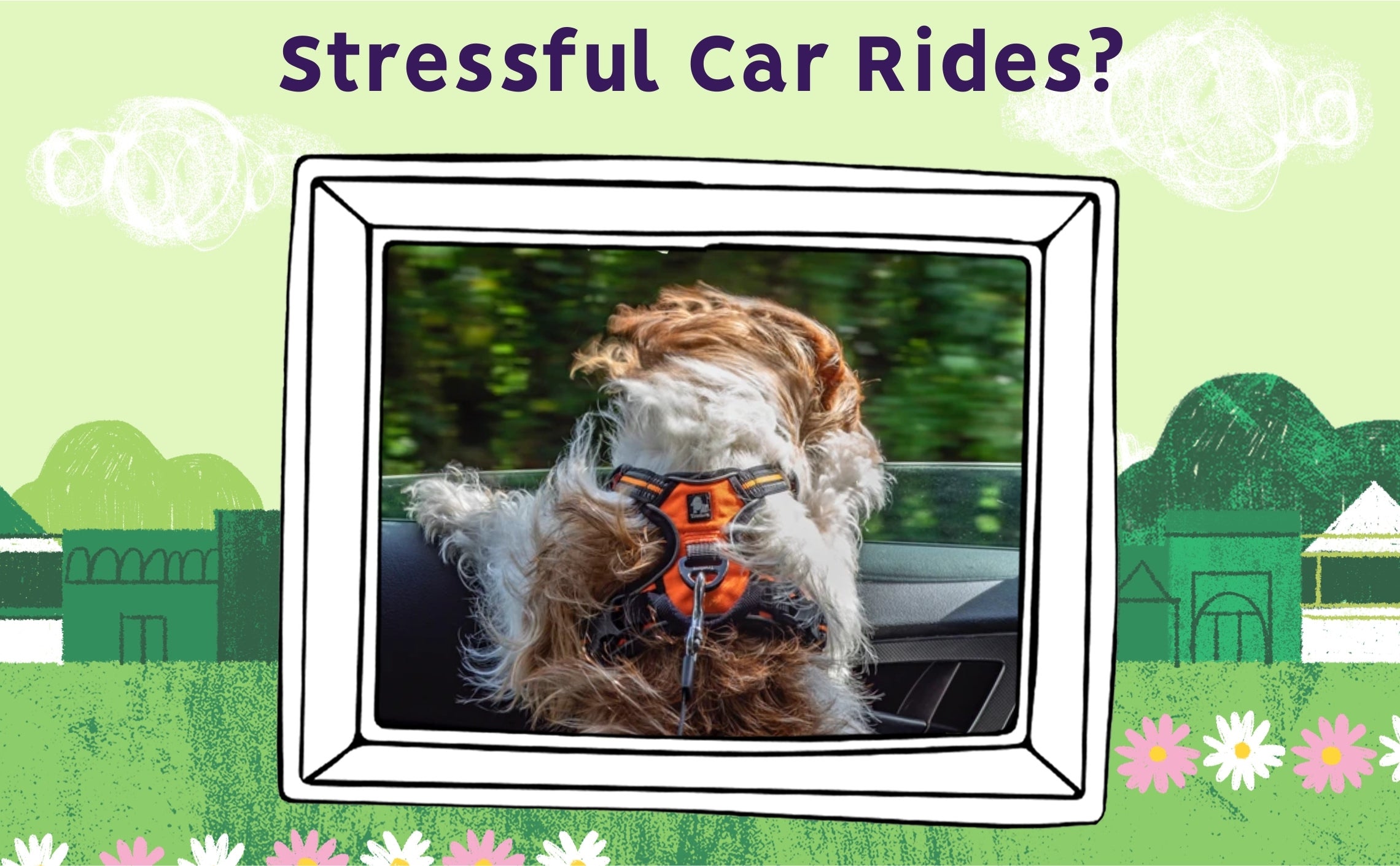 Dog car anxiety clearance remedies