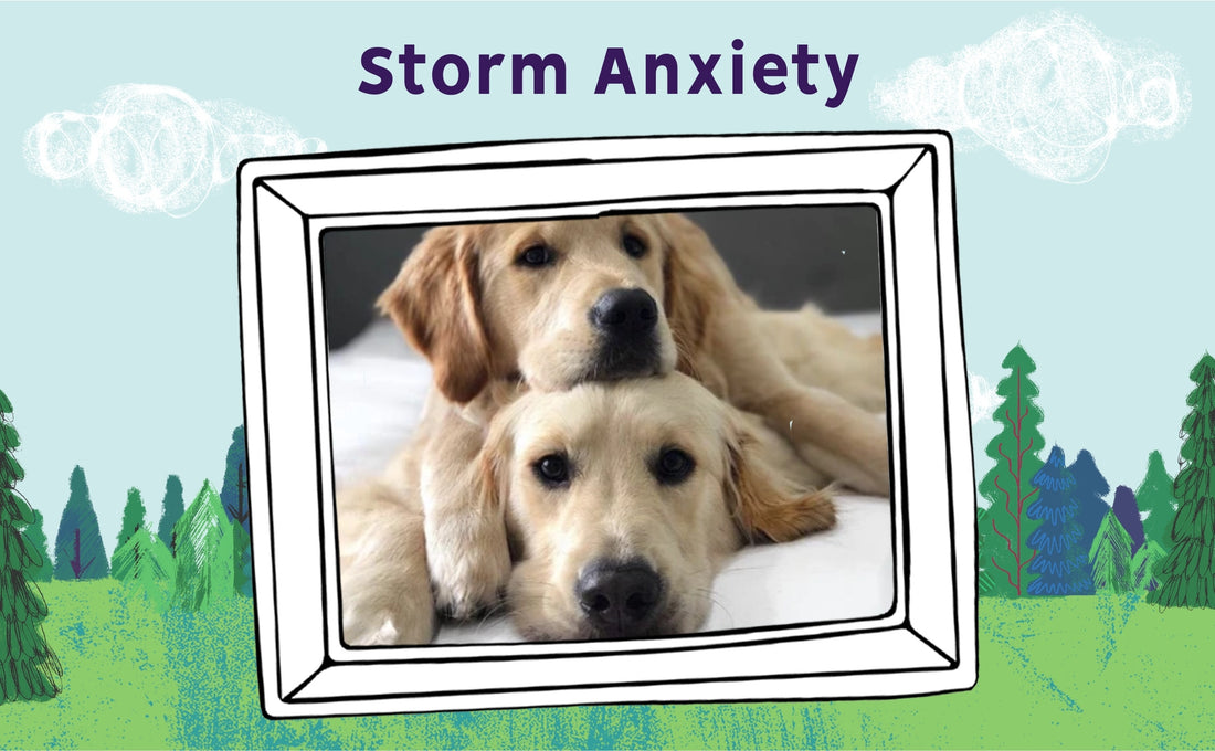 How to help your pet stay calm during a storm with CBD.