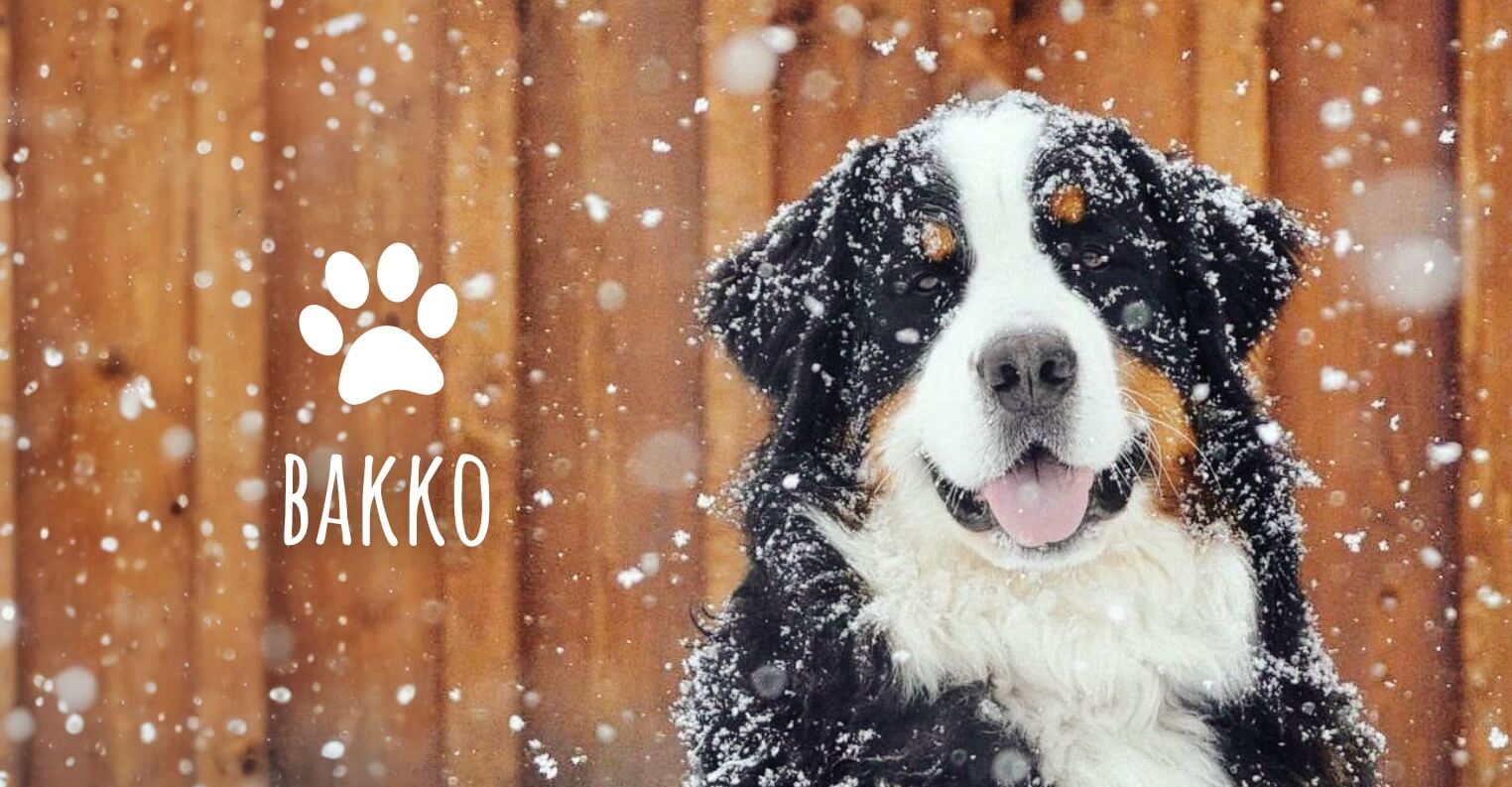Bakko - the dog of one of Kat's close friends. His natural love of echinacea helped inspire Austin and Kat's natural supplement philosophy and the hip and joint support formulas.