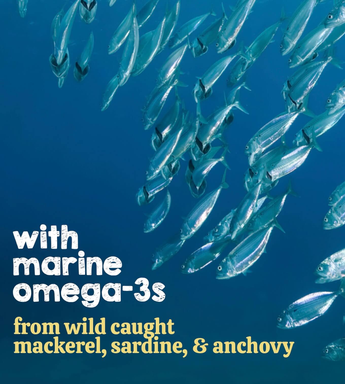 omega 3's from wild caught mackerel, sardine, and anchovy